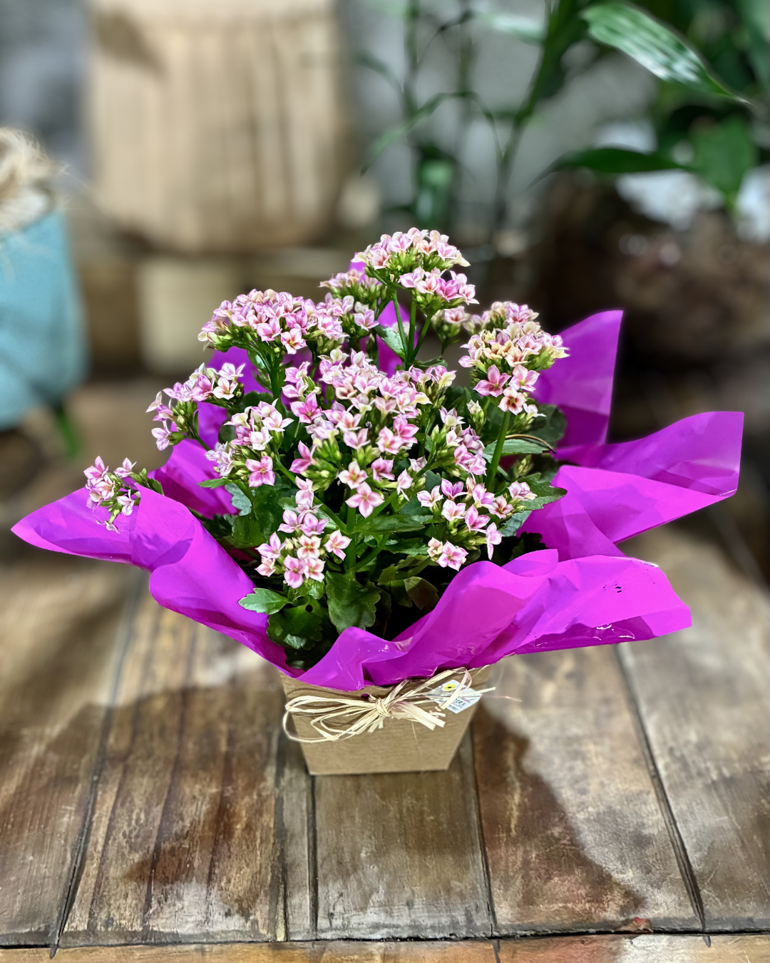 Mini Kalanchoe